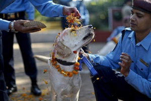 Кучешкият фестивал е пример за хуманизъм и доброта
